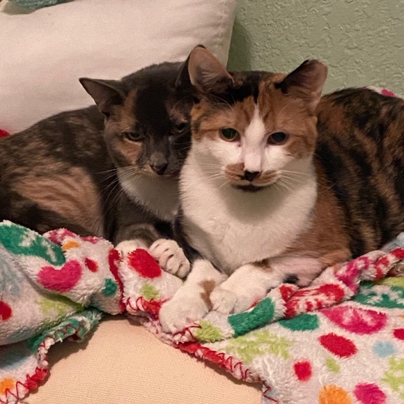 Sometimes you just need a friend to give you a hug. 😺💙 - Picture 3 of 10